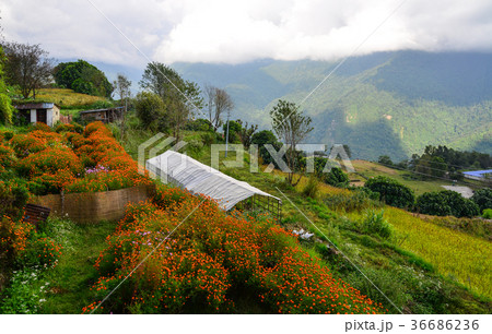 Mountain village in Ghandruk, Nepal Mountain village in Ghandruk, Nepal 36686236