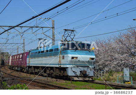 桜と東海道本線 桜と東海道本線 36686237