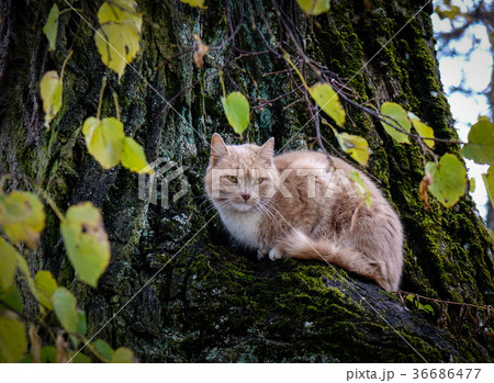 Cat on the tree Cat on the tree 36686477