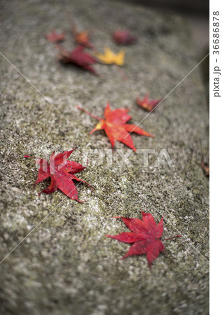 路上の紅葉 36686878