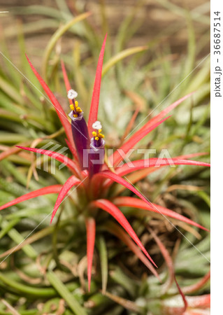 Tillandsia scientific name, Thailand. Tillandsia scientific name, Thailand. 36687514