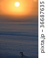 冬の夕日 36687635