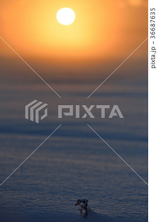冬の夕日 36687635