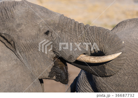 African Elephant close up African Elephant close up 36687732