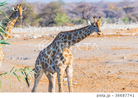 Giraffe walking in the bush 36687741