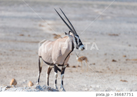 Oryx standing in the african savannah Oryx standing in the african savannah 36687751