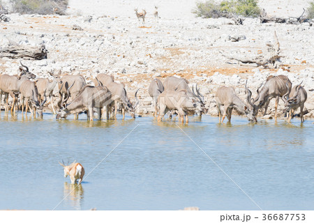 Herd of Kudu Herd of Kudu 36687753