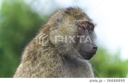 Background with a funny baboon looking aside Background with a funny baboon looking aside 36688899