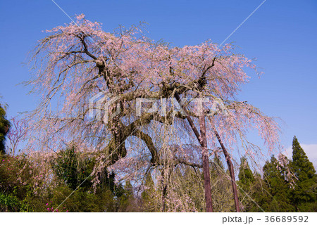 光円寺のしだれ桜 36689592