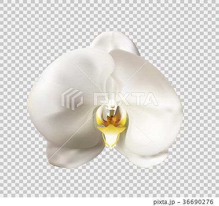 Flowers of the Orchid White Vector Illustration 36690276
