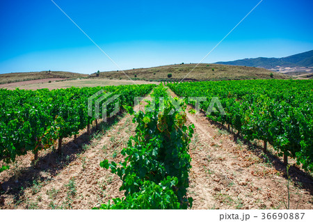 Rows of vines in the field in Spain 36690887