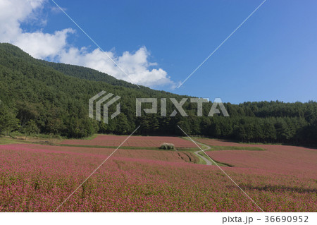 満開の赤そばアップ 36690952