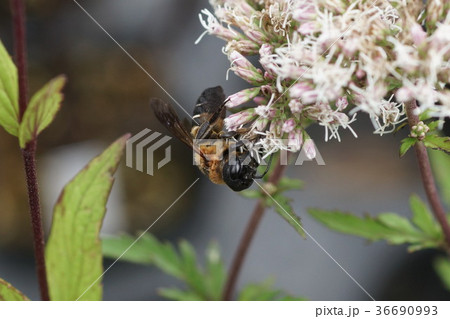 フジバカマの蜜を吸うオオハキリバチ 36690993