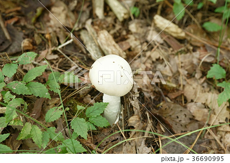 ドクツルタケ 36690995