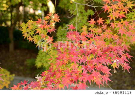 森の交流センターの紅葉、色とりどりに 森の交流センターの紅葉、色とりどりに 36691213