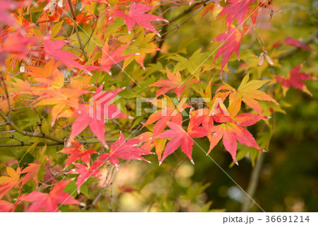 森の交流センターの紅葉、色とりどりに 36691214