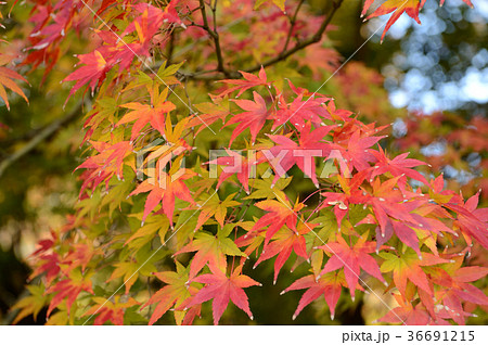 森の交流センターの紅葉、色とりどりに 森の交流センターの紅葉、色とりどりに 36691215