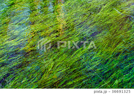 背景素材　清流に揺れる水草　 36691325