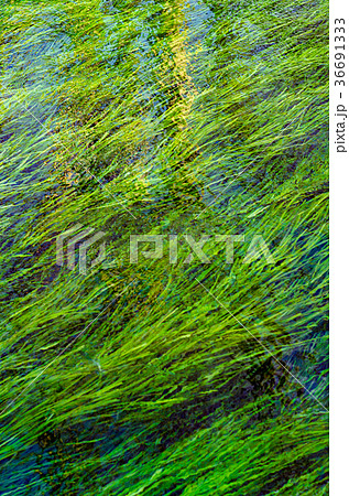 背景素材　清流に揺れる水草　 36691333