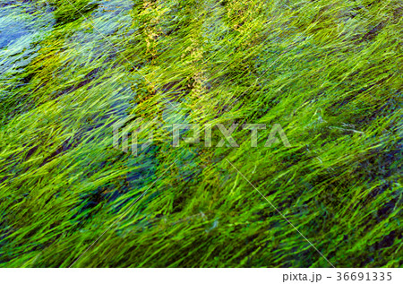 背景素材　清流に揺れる水草　 36691335