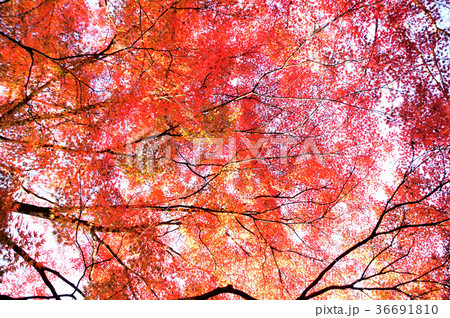四季の彩り 紅葉 四季の彩り 紅葉 36691810