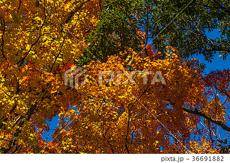 高尾山の紅葉 36691882