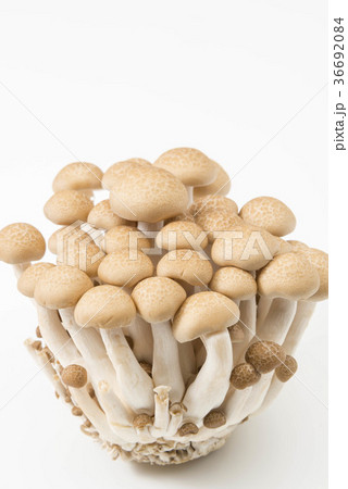 ぶなしめじ 36692084