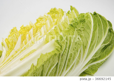 白菜 白菜 36692145