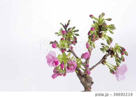 旭山桜 36692219