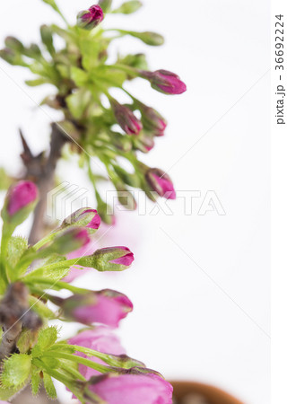 蕾の旭山桜 蕾の旭山桜 36692224