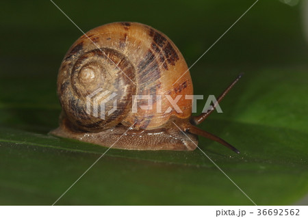 生き物　巻貝　オキナワヤマタニシ、ヤマタニシ科なので触角は一対。根元に小さな眼がみえます 36692562