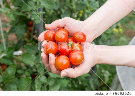 ミニトマトの収穫 家庭菜園 の写真素材