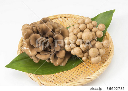 舞茸 舞茸 36692785