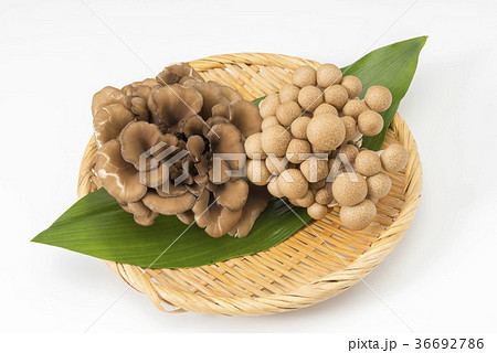 舞茸 舞茸 36692786