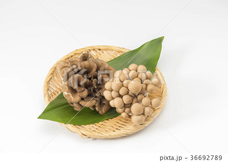 舞茸 舞茸 36692789