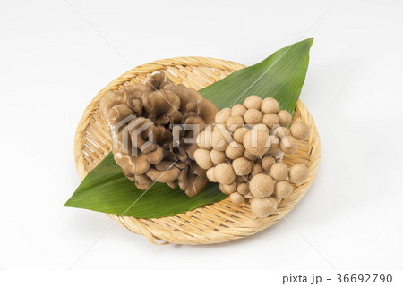 舞茸 舞茸 36692790