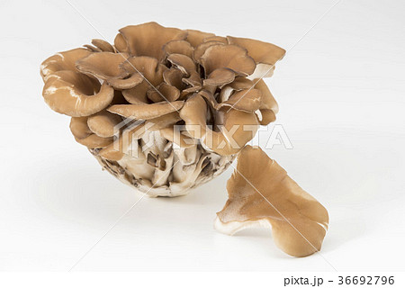 舞茸 舞茸 36692796