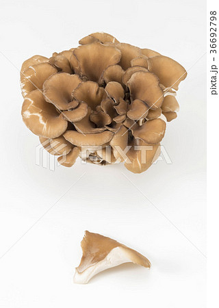 舞茸 舞茸 36692798