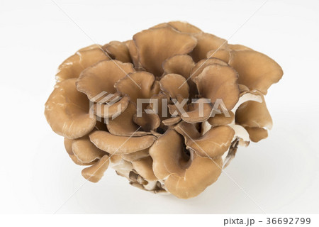 舞茸 舞茸 36692799