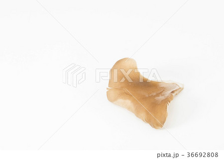 舞茸 36692808