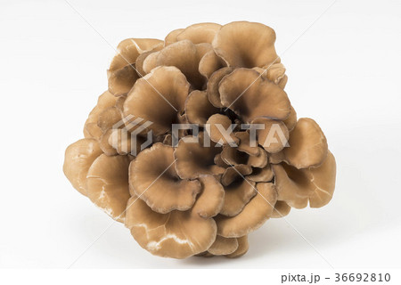 舞茸 舞茸 36692810