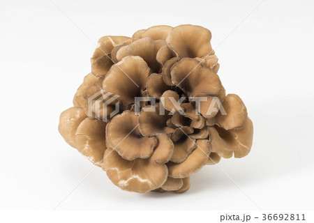 舞茸 舞茸 36692811