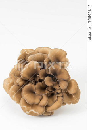 舞茸 舞茸 36692812