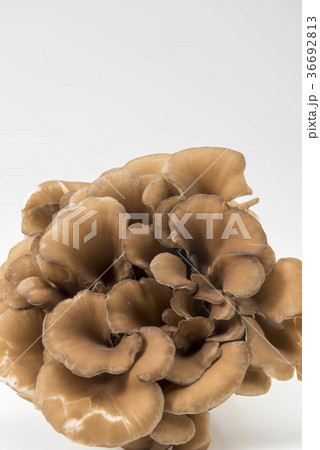 舞茸 舞茸 36692813