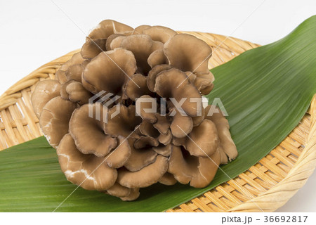 舞茸 舞茸 36692817