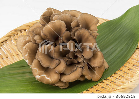 舞茸 舞茸 36692818