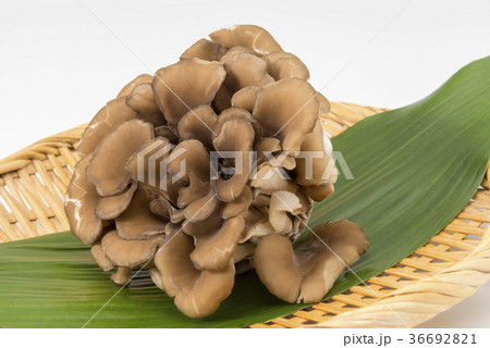 舞茸 舞茸 36692821