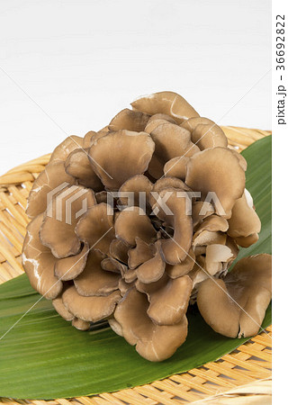 舞茸 舞茸 36692822
