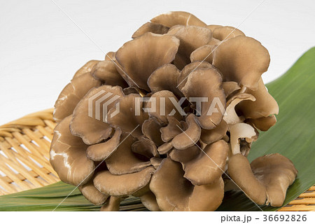 舞茸 舞茸 36692826