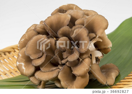 舞茸 舞茸 36692827